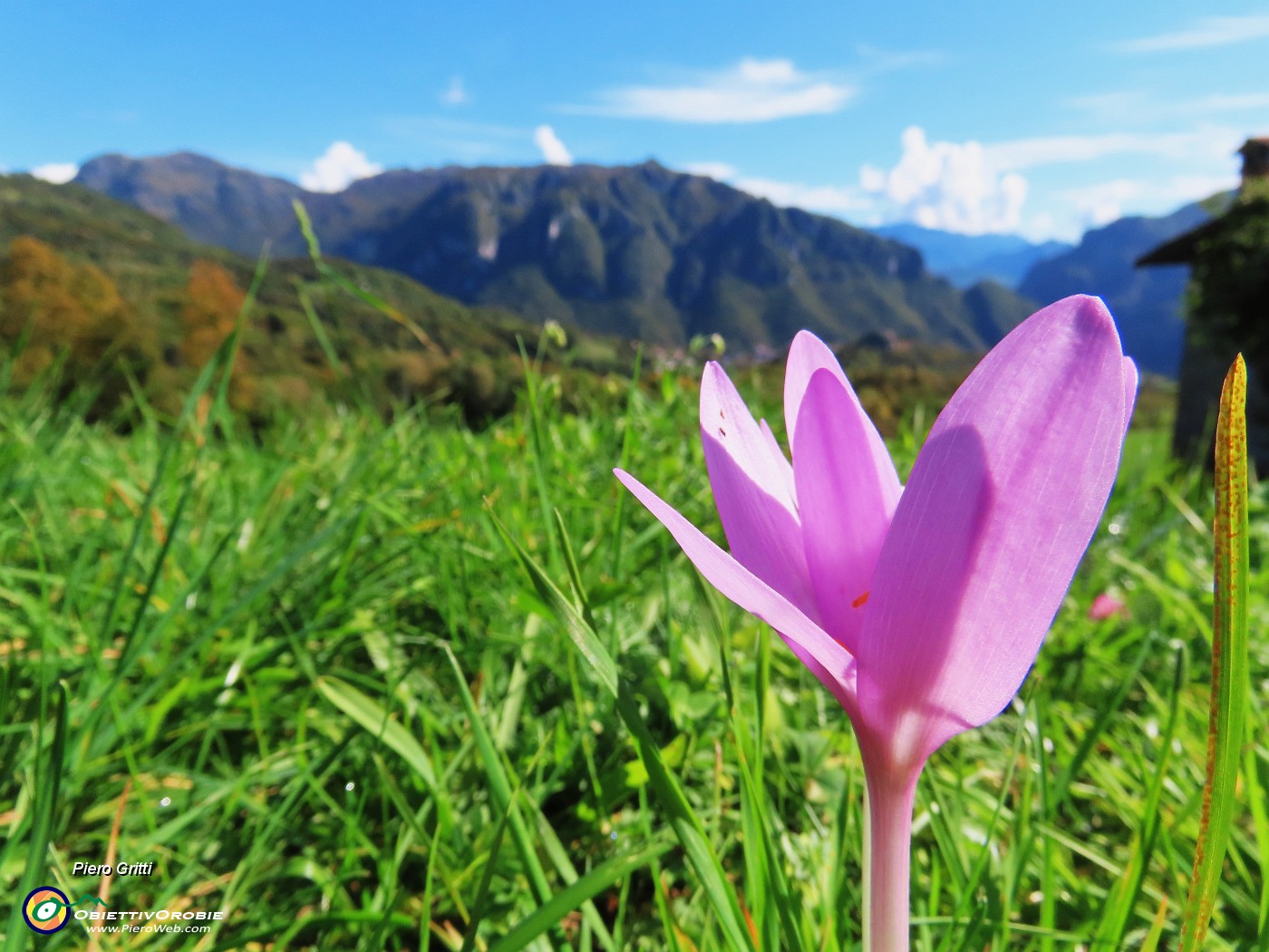 59 Colchicum autumnale (Colchico d'autunno) nei prati.JPG